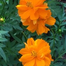 orange flowers